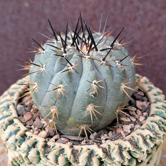 Copiapoa cinerea