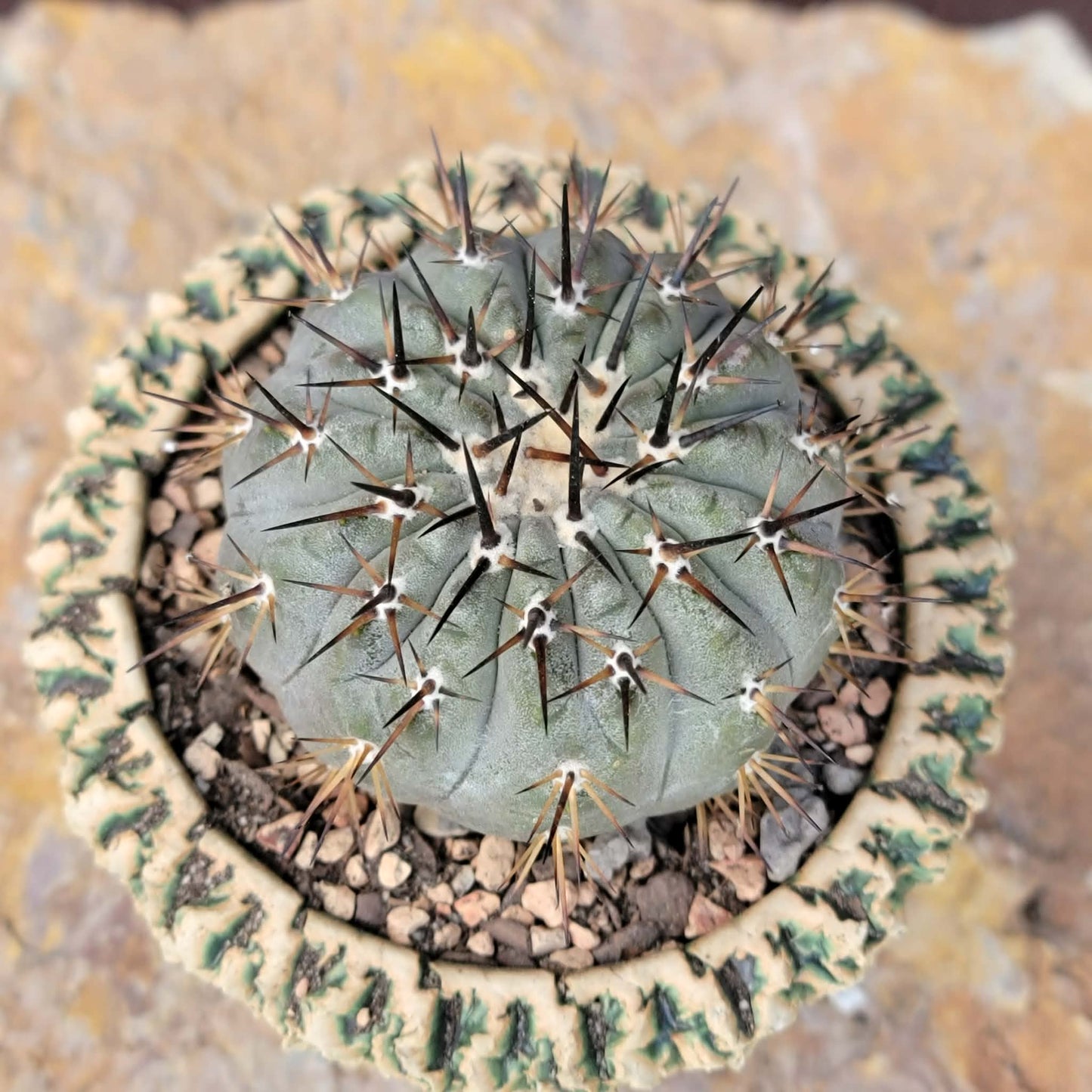 Copiapoa cinerea