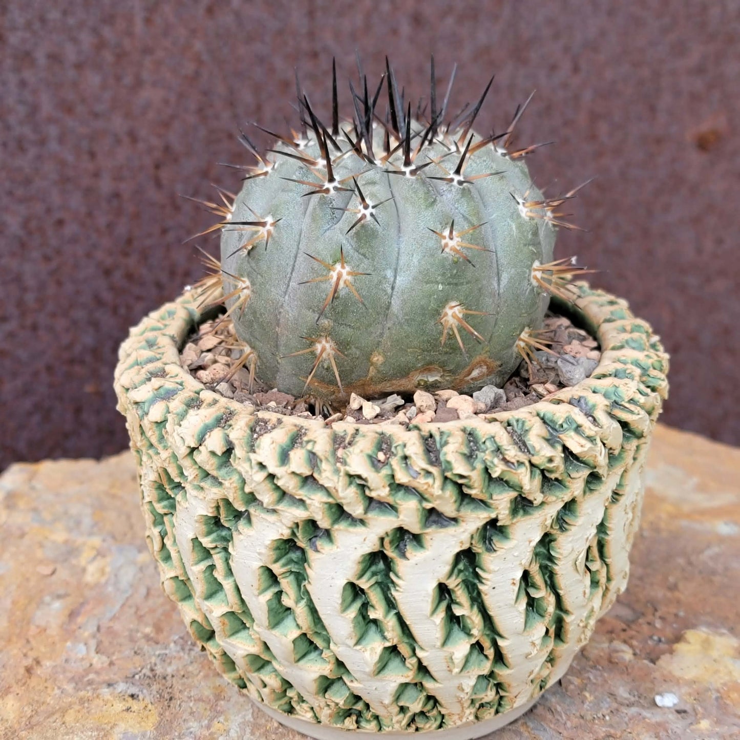Copiapoa cinerea