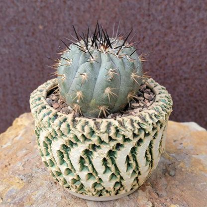 Copiapoa cinerea