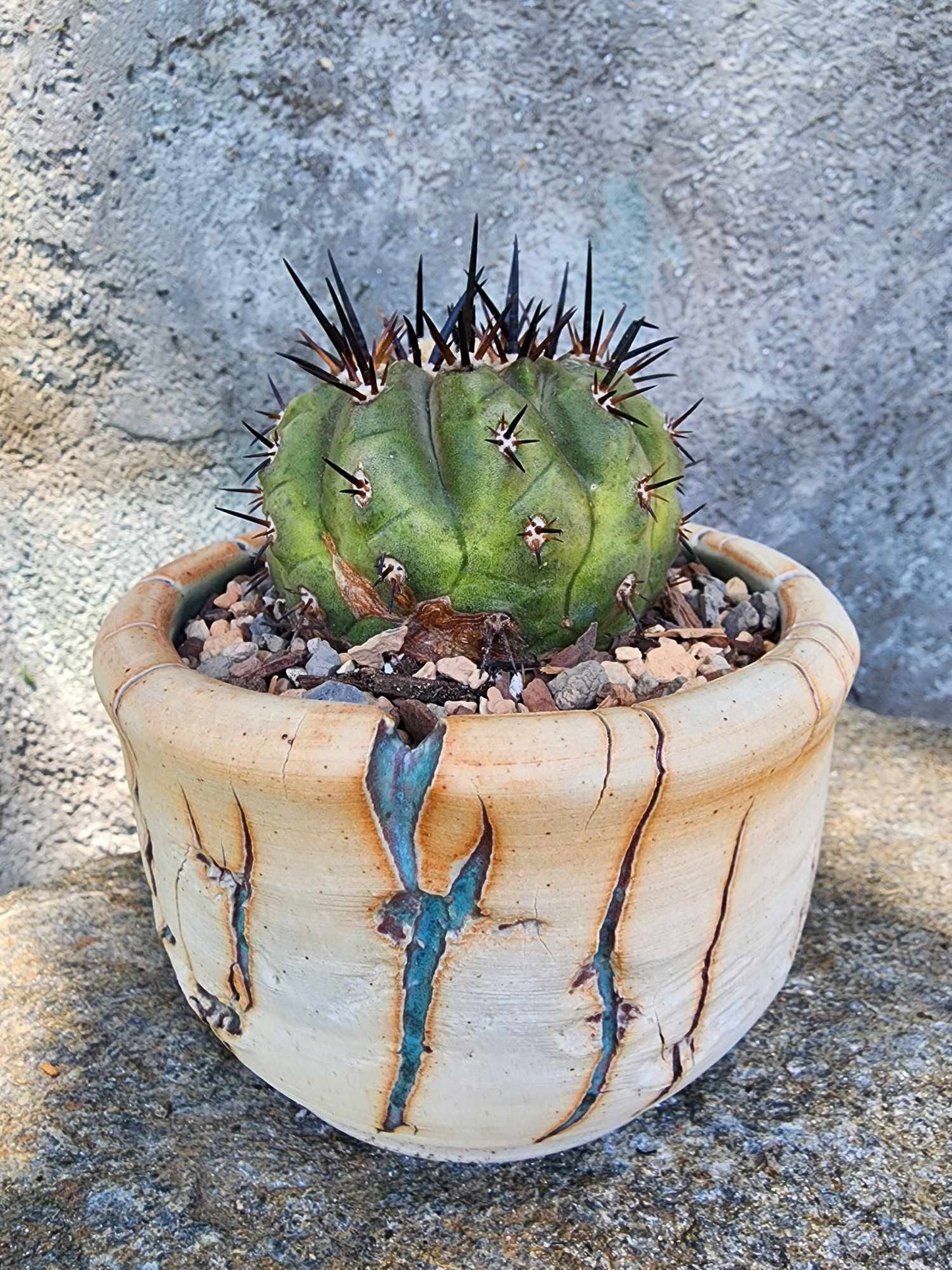 Copiapoa cinerea