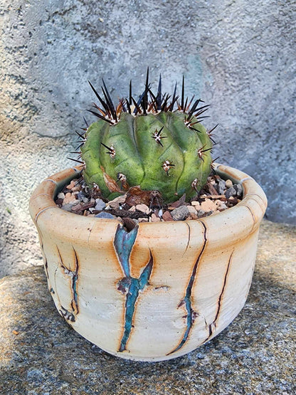 Copiapoa cinerea