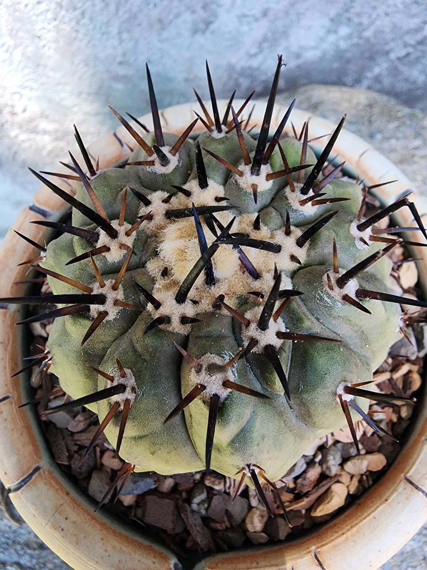 Copiapoa cinerea