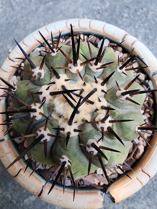 Copiapoa cinerea