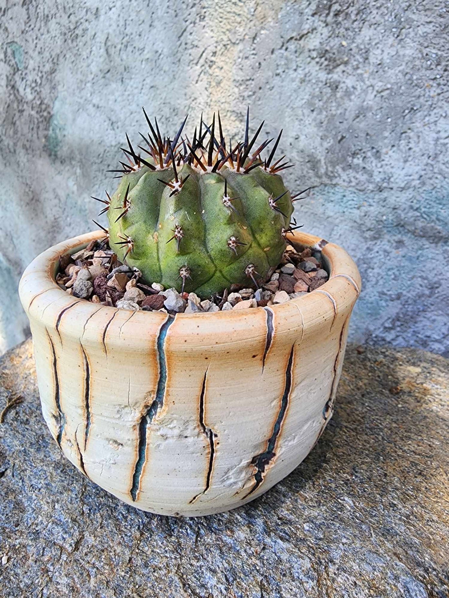Copiapoa cinerea