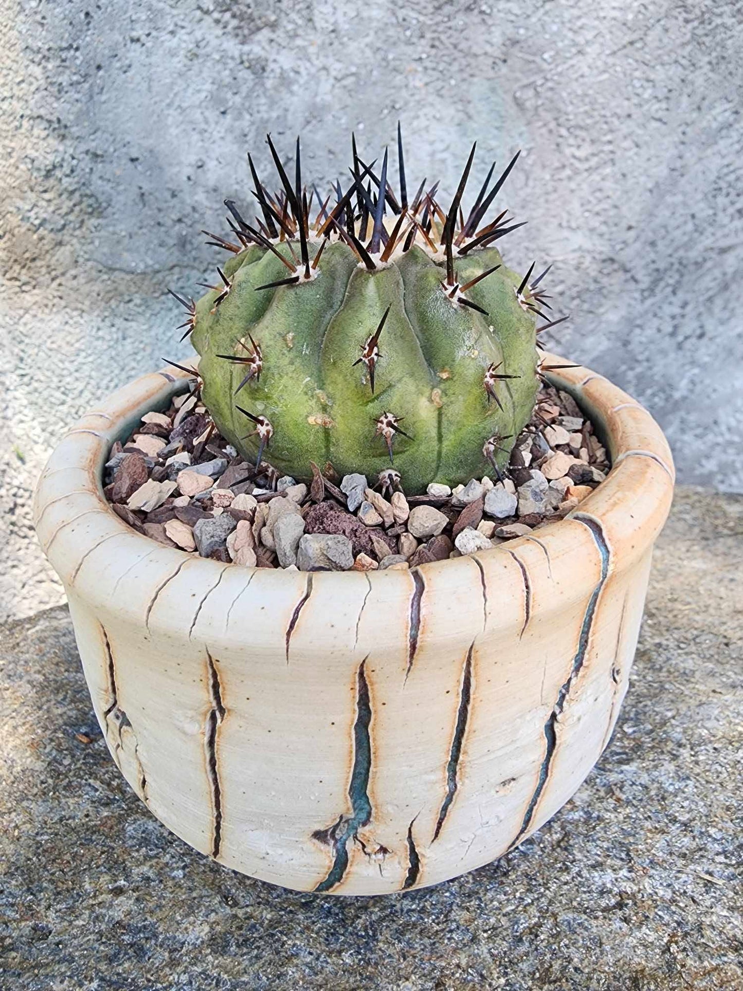Copiapoa cinerea