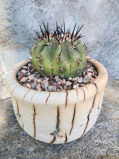 Copiapoa cinerea