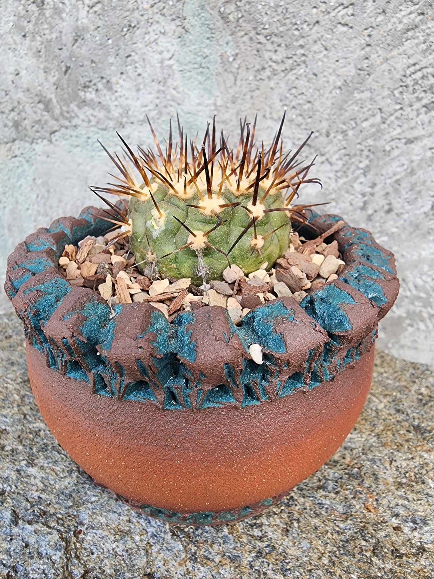 Copiapoa cinerea