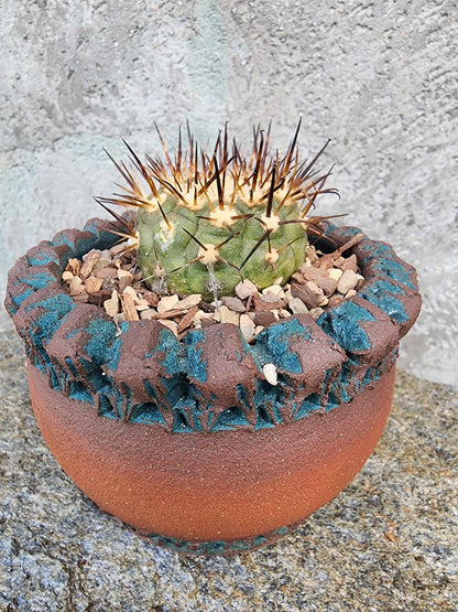 Copiapoa cinerea