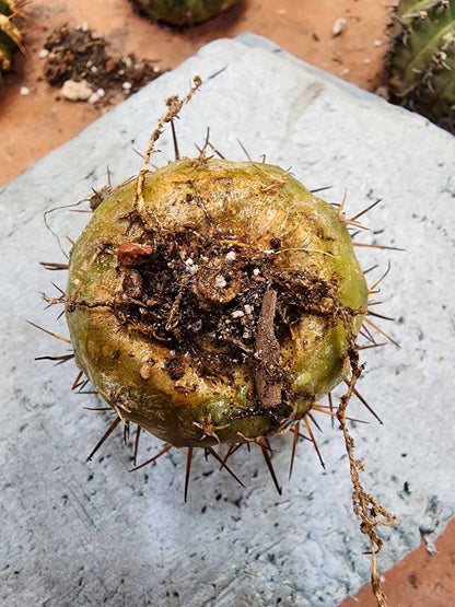 Copiapoa cinerea
