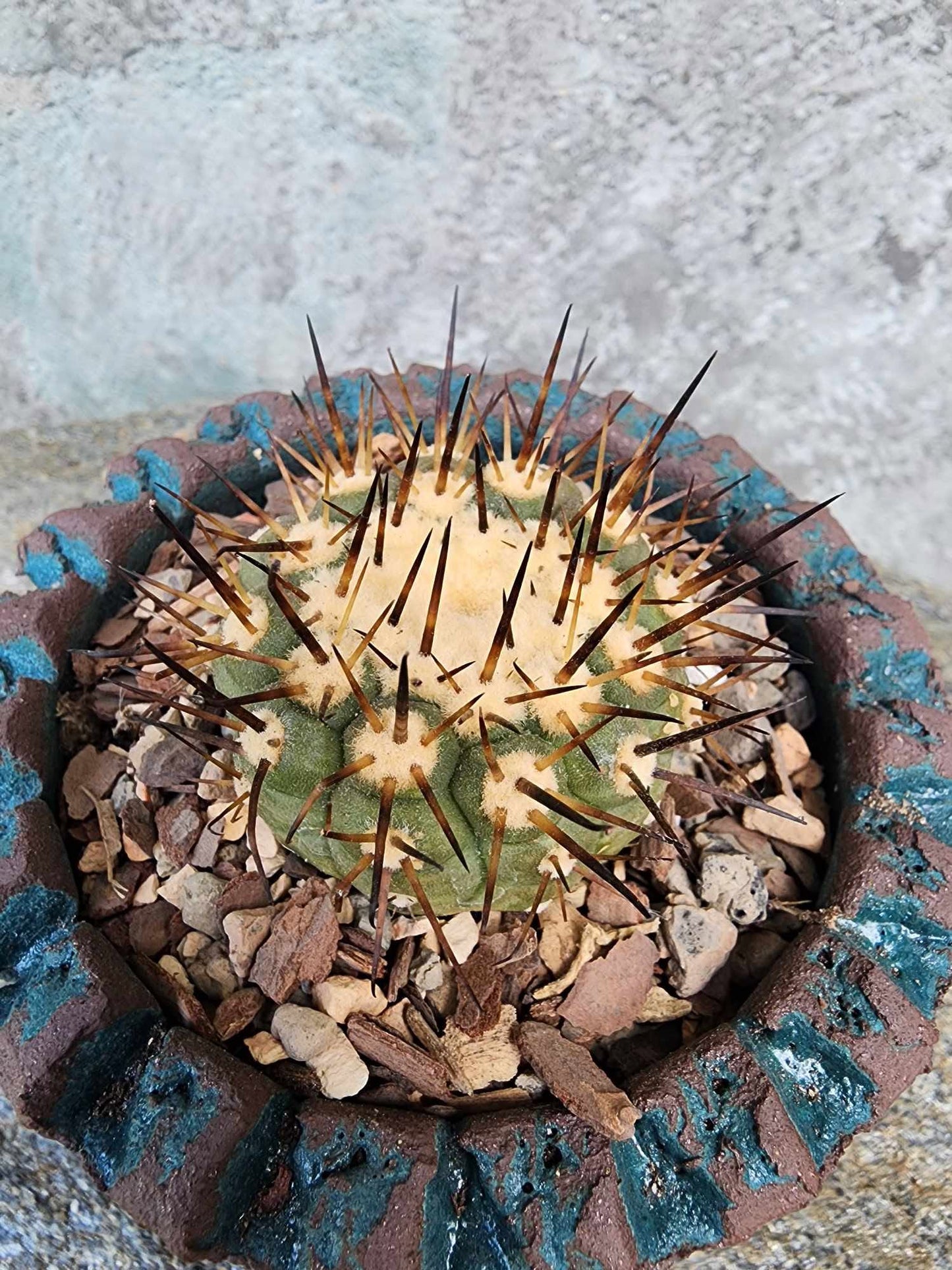 Copiapoa cinerea