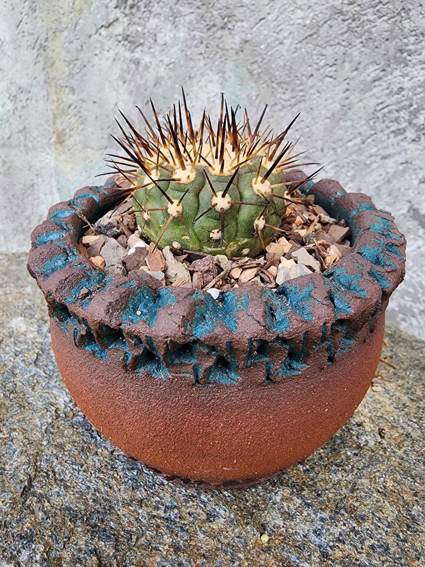 Copiapoa cinerea