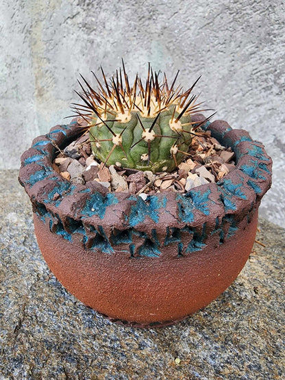 Copiapoa cinerea