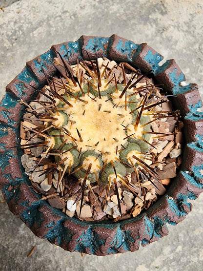 Copiapoa cinerea