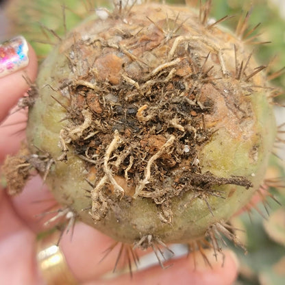 Copiapoa cinerea