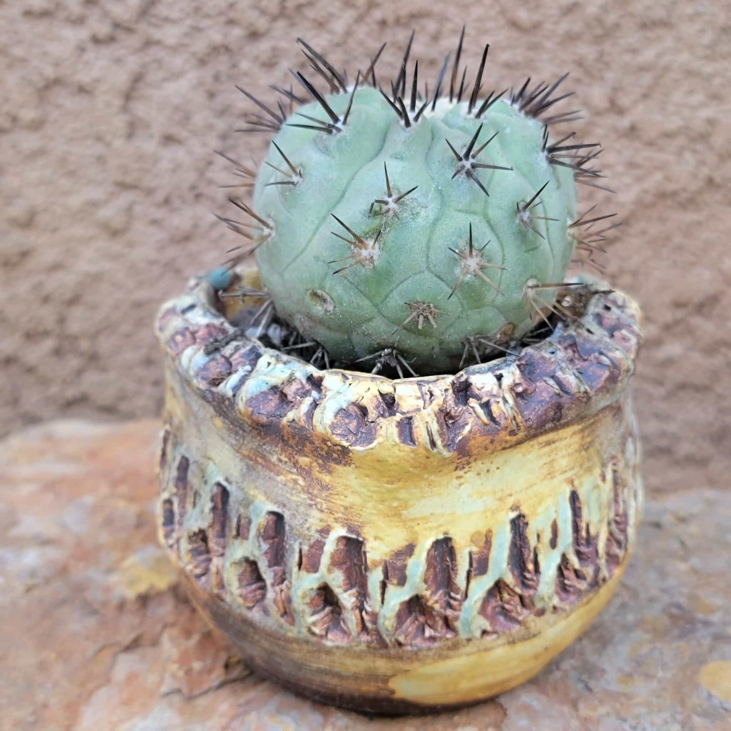 Copiapoa cinerea