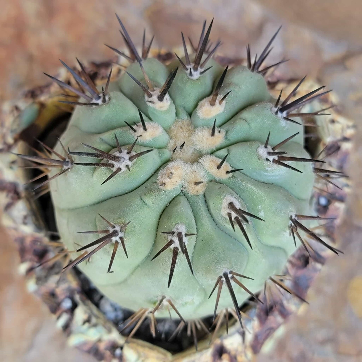 Copiapoa cinerea