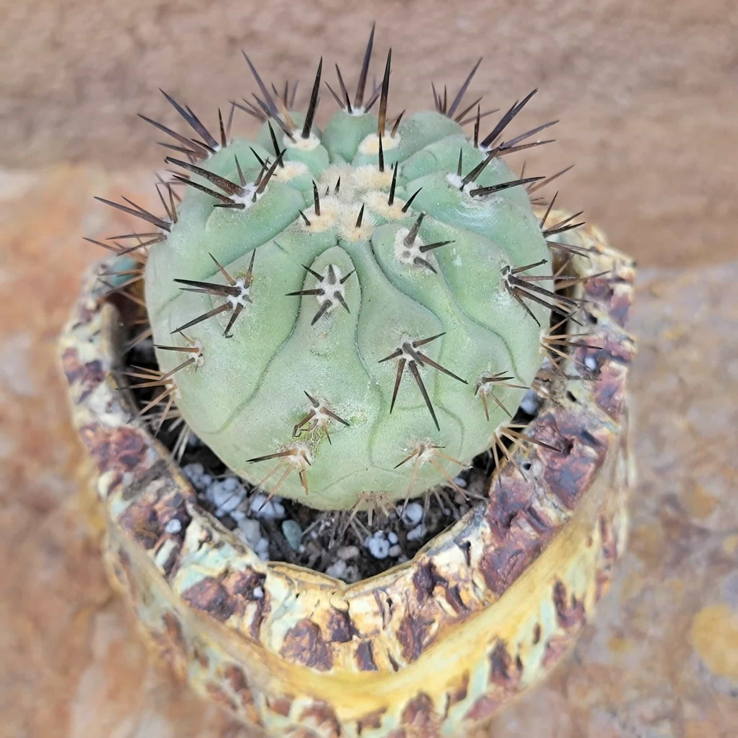 Copiapoa cinerea