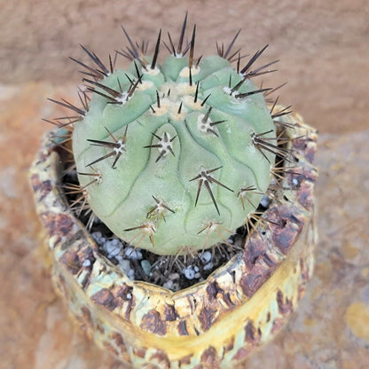 Copiapoa cinerea