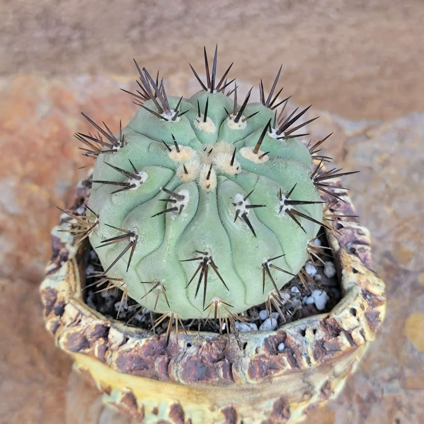 Copiapoa cinerea