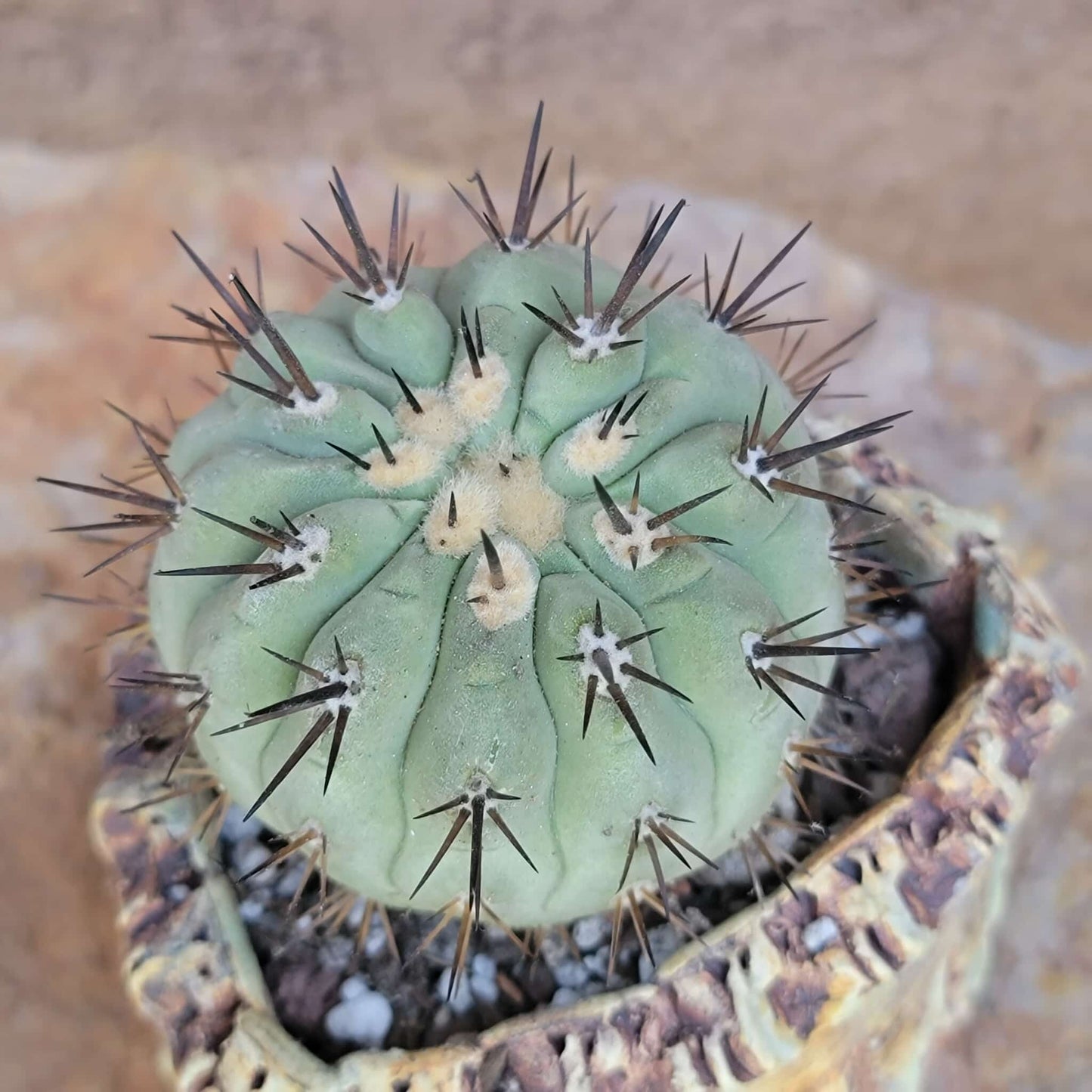 Copiapoa cinerea