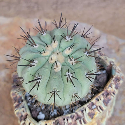 Copiapoa cinerea