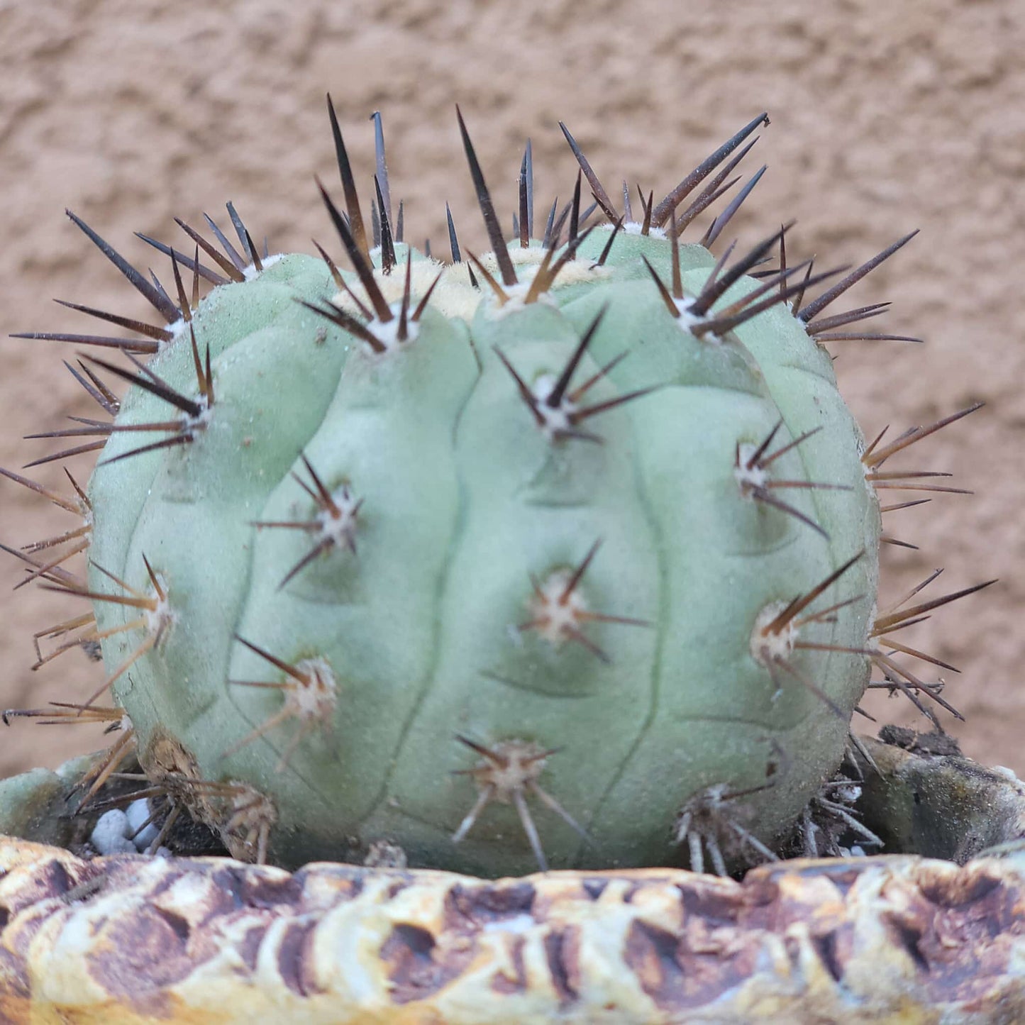 Copiapoa cinerea
