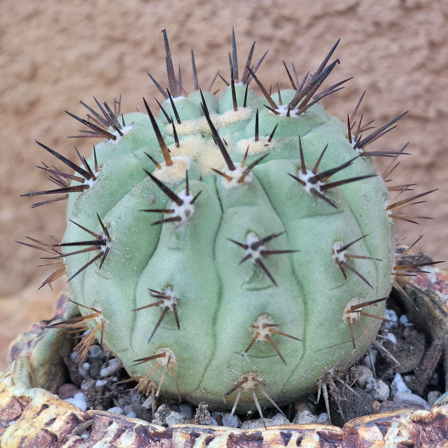 Copiapoa cinerea