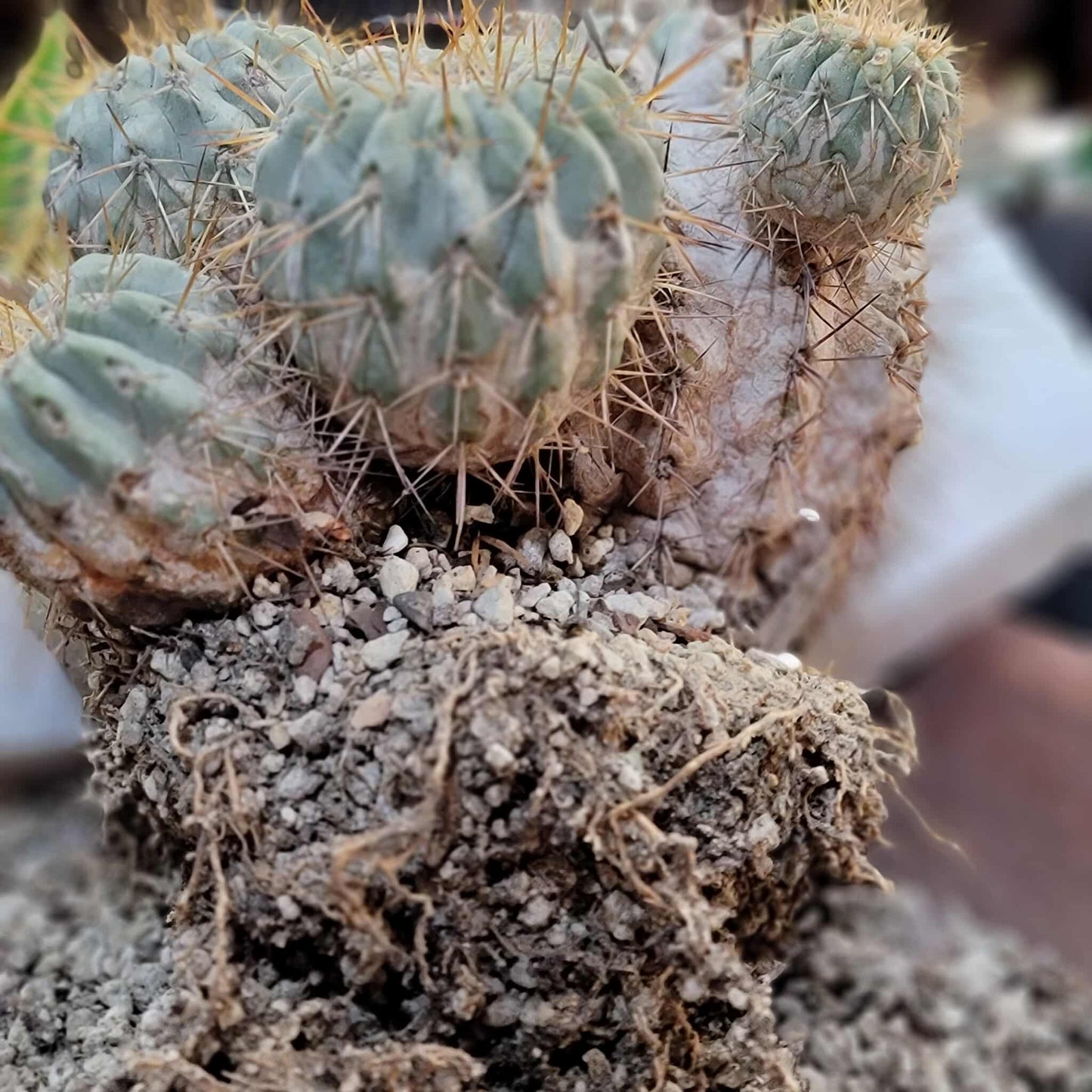 Copiapoa cinerea subs. haseltoniana
