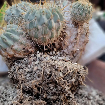 Copiapoa cinerea subs. haseltoniana