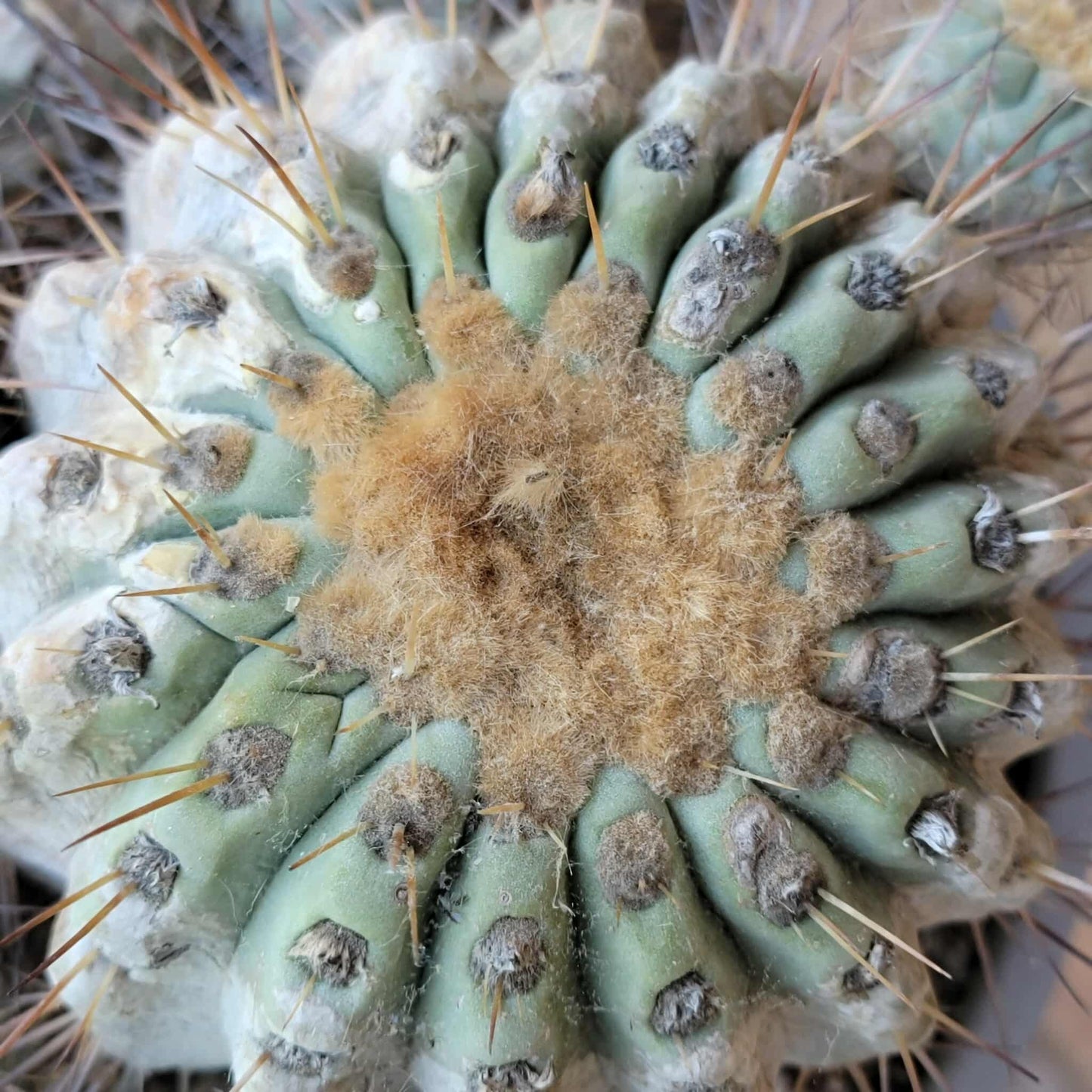Copiapoa cinerea subs. haseltoniana