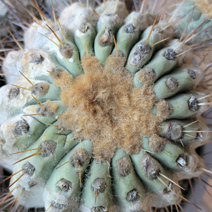 Copiapoa cinerea subs. haseltoniana