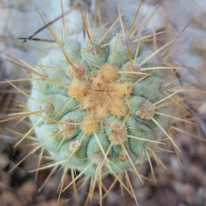 Copiapoa cinerea subs. haseltoniana