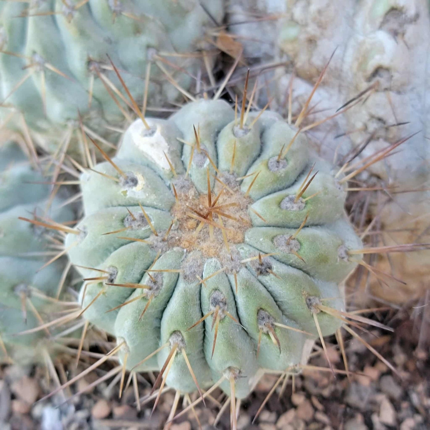 Copiapoa cinerea subs. haseltoniana