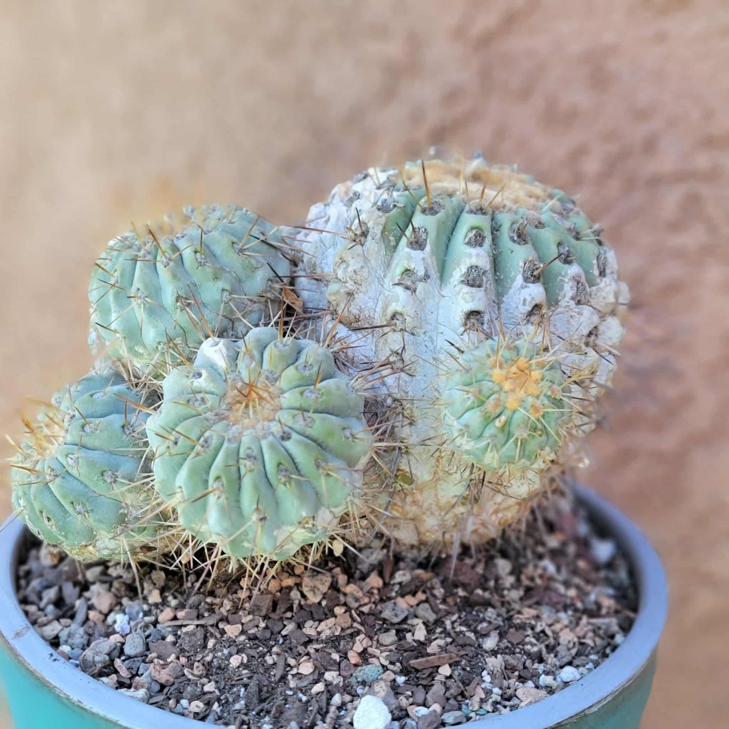 Copiapoa cinerea subs. haseltoniana