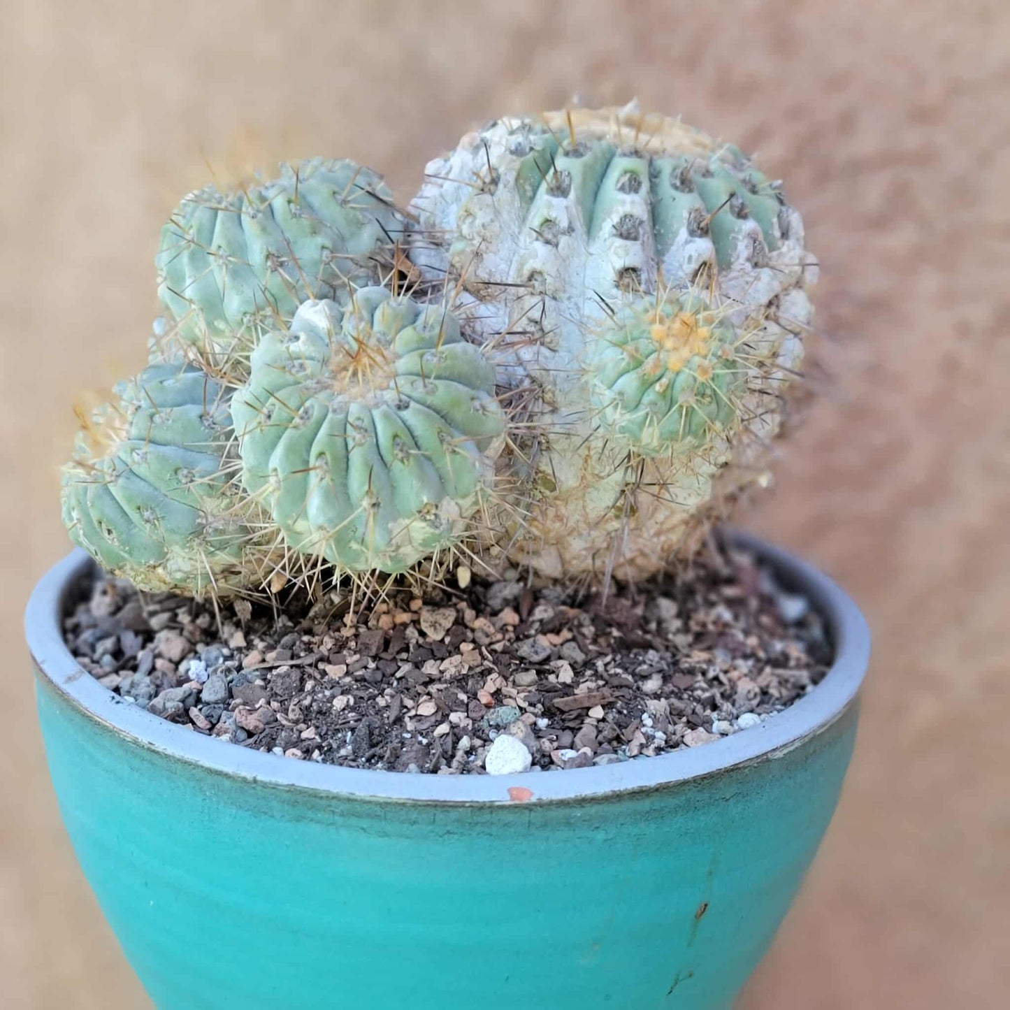 Copiapoa cinerea subs. haseltoniana