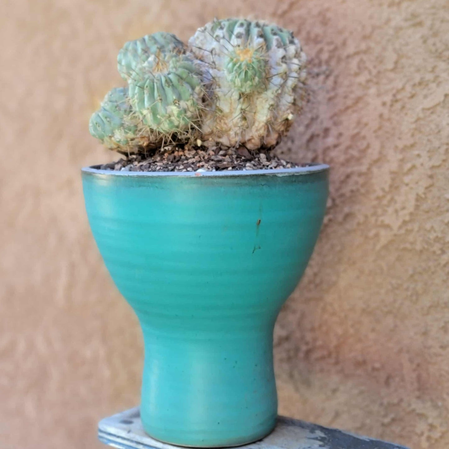 Copiapoa cinerea subs. haseltoniana