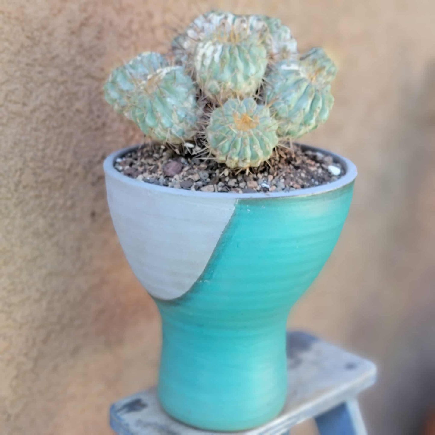 Copiapoa cinerea subs. haseltoniana