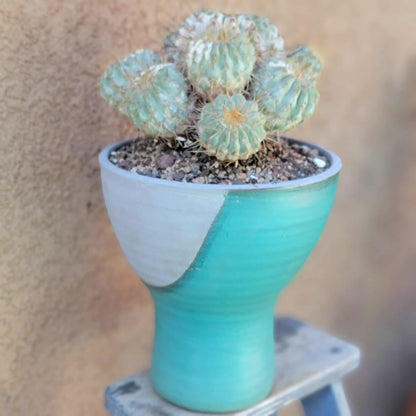 Copiapoa cinerea subs. haseltoniana