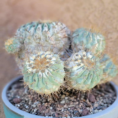 Copiapoa cinerea subs. haseltoniana