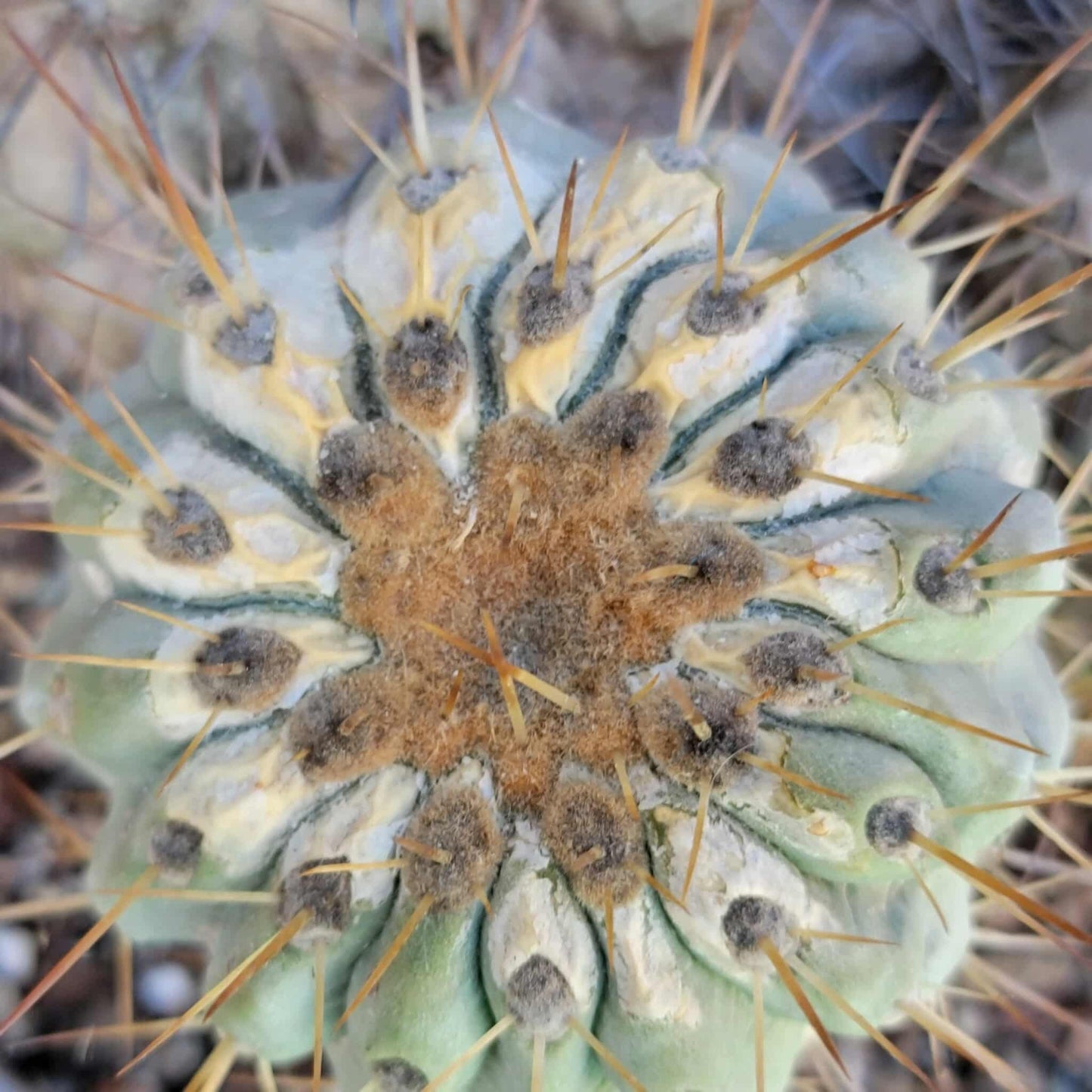 Copiapoa cinerea subs. haseltoniana