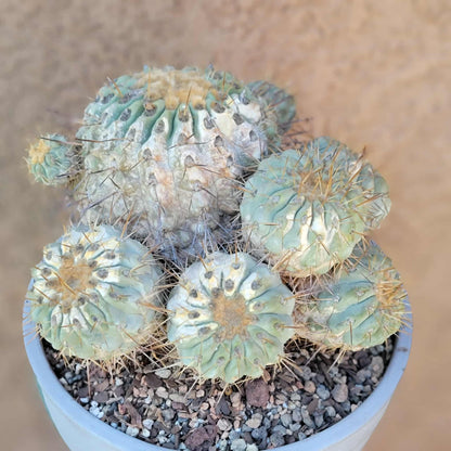 Copiapoa cinerea subs. haseltoniana