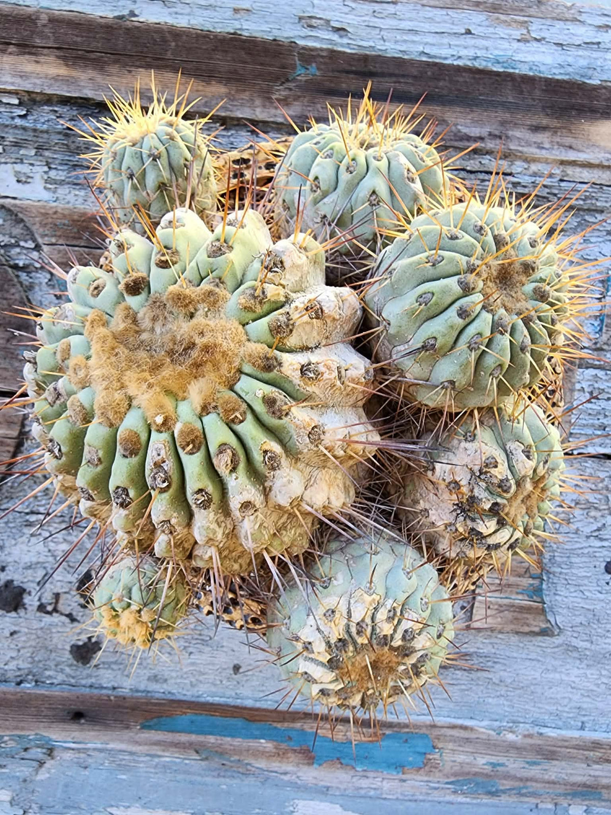 Copiapoa cinerea subs. haseltoniana - Very Rare - Collector Specimen