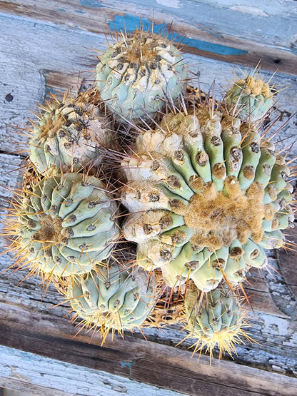 Copiapoa cinerea subs. haseltoniana - Very Rare - Collector Specimen