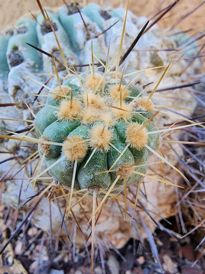 Copiapoa cinerea subs. haseltoniana - Very Rare - Collector Specimen