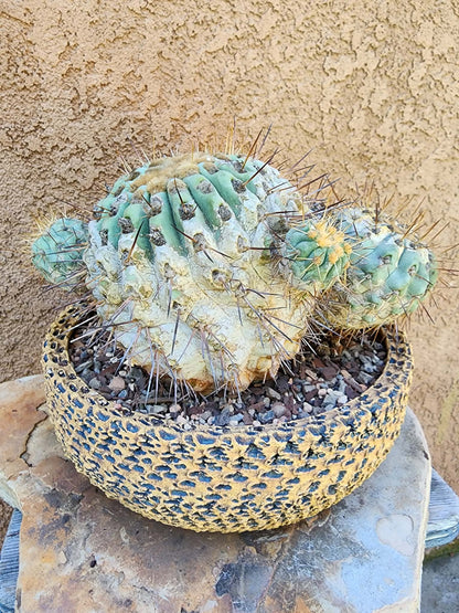 Copiapoa cinerea subs. haseltoniana - Very Rare - Collector Specimen