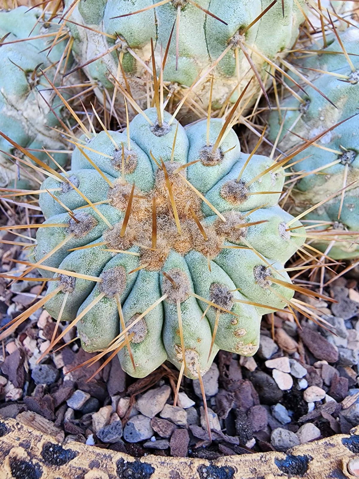 Copiapoa cinerea subs. haseltoniana - Very Rare - Collector Specimen