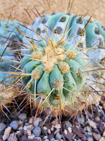 Copiapoa cinerea subs. haseltoniana - Very Rare - Collector Specimen