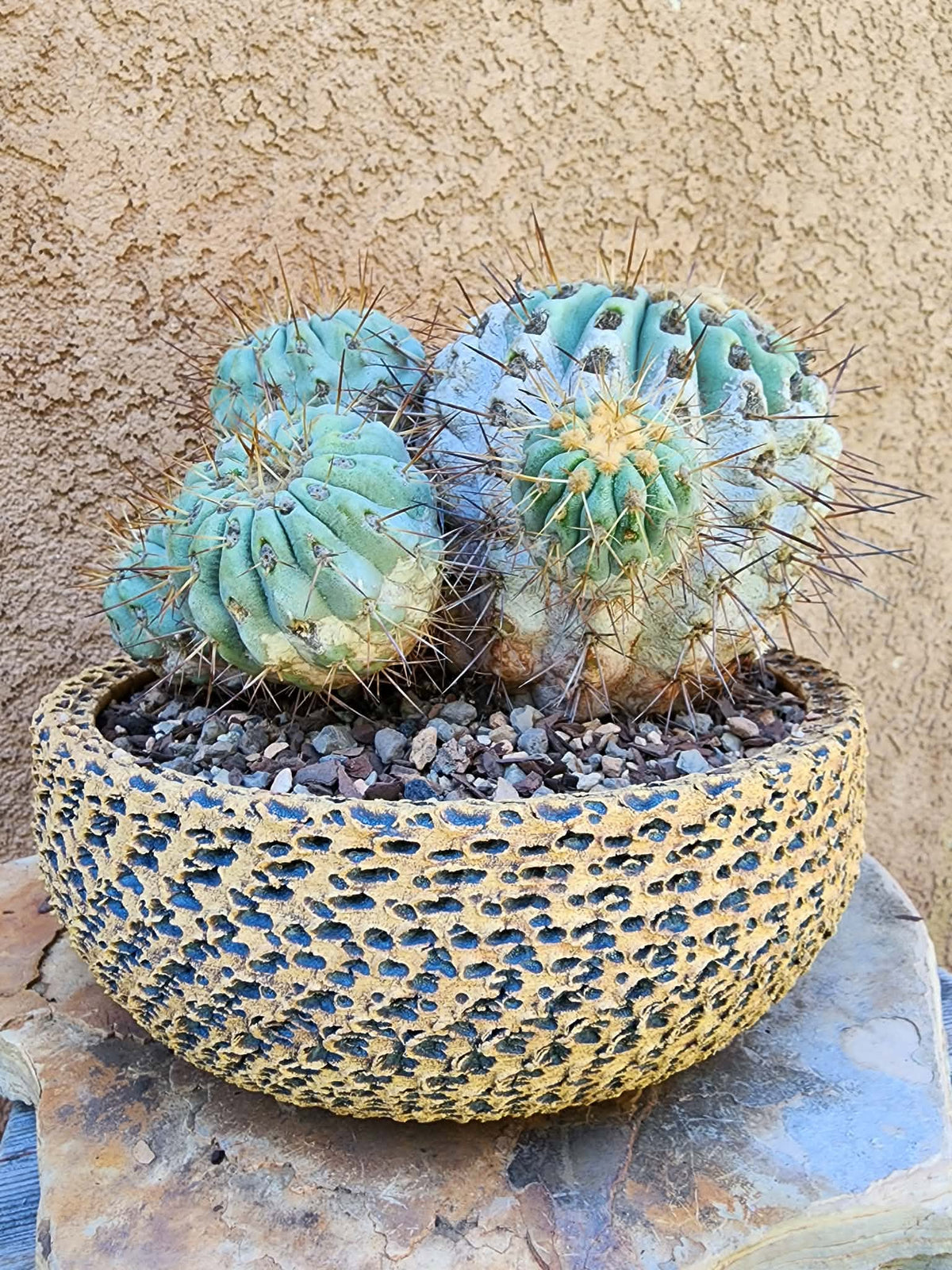 Copiapoa cinerea subs. haseltoniana - Very Rare - Collector Specimen
