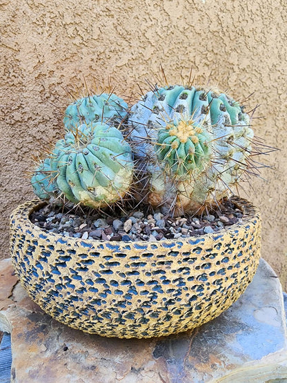 Copiapoa cinerea subs. haseltoniana - Very Rare - Collector Specimen